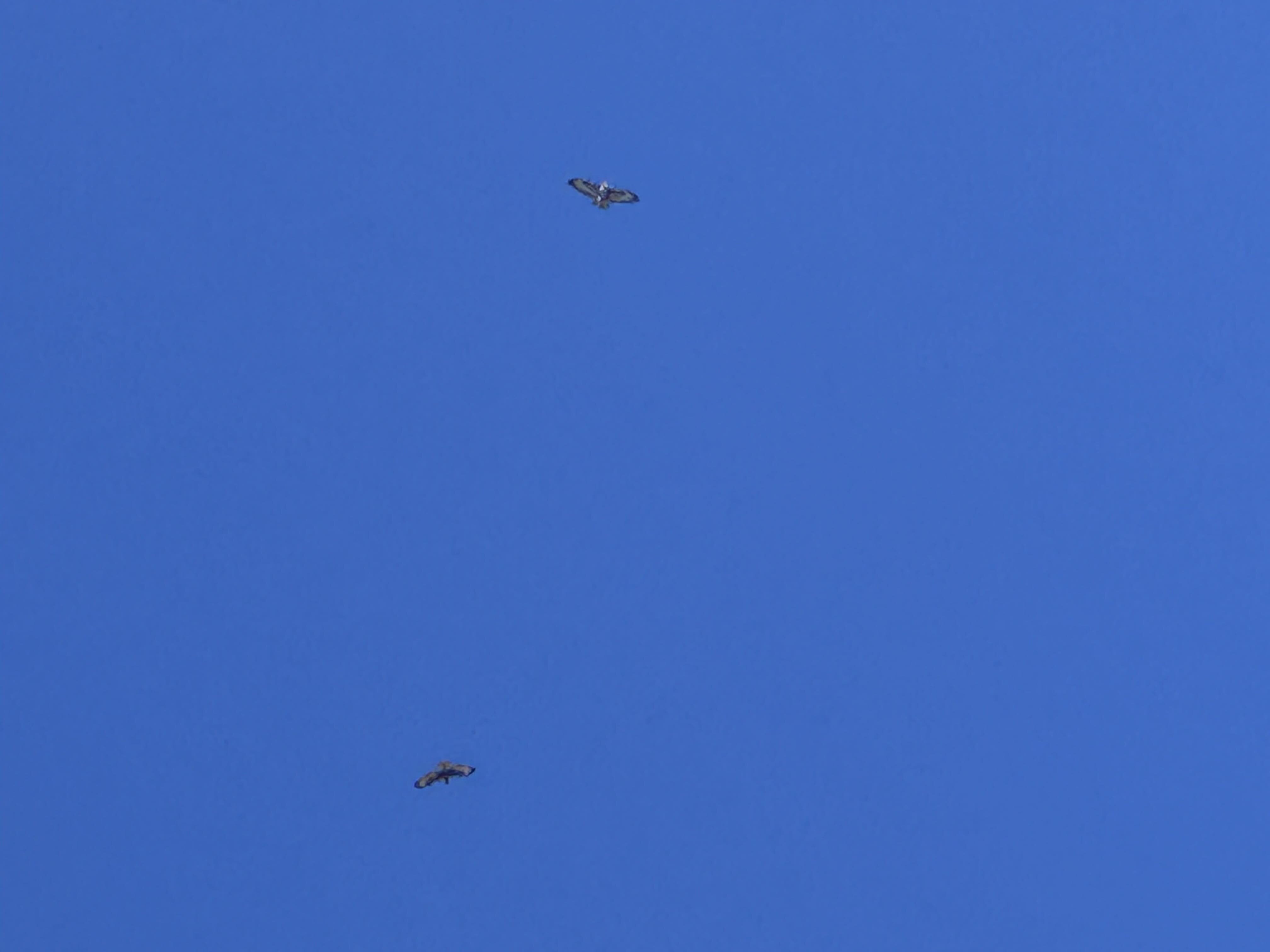 IMG 2478 (1)