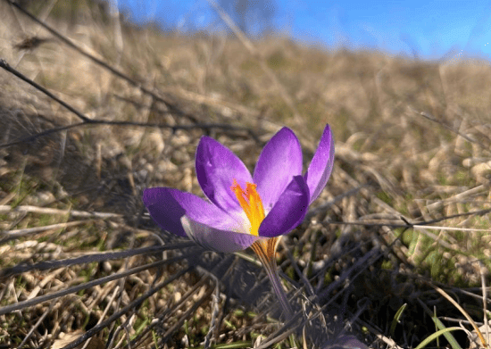 Immagine 2026 02 26 194413