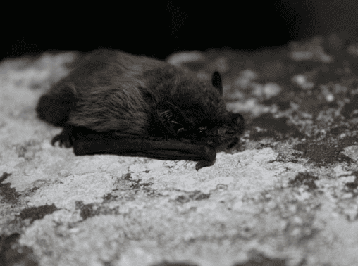 Immagine 2026 02 26 194529