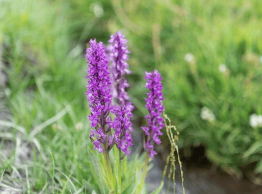 Immagine 2026 02 26 194544