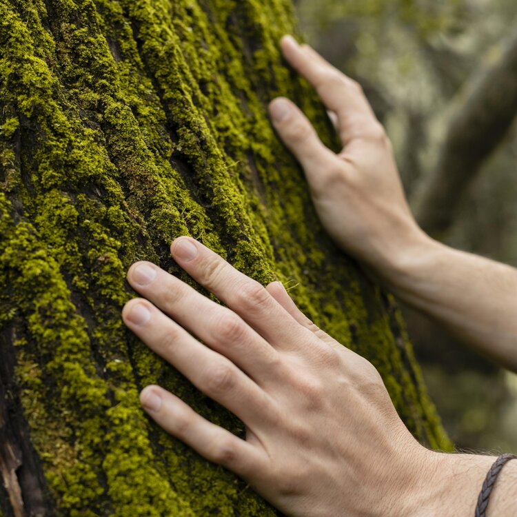 Chiudere Le Mani Toccando Il Muschio Dell Albero