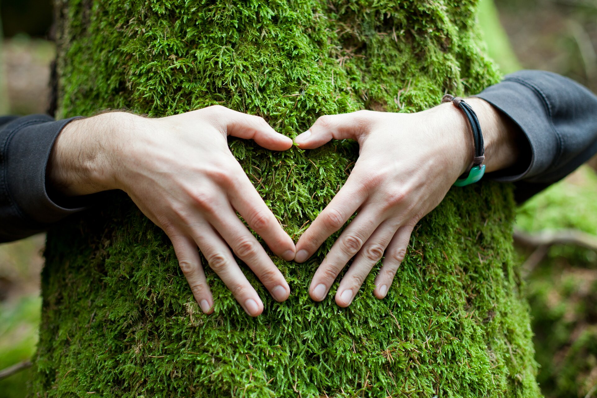 Le Mani Forma Di Cuore Su Un Albero